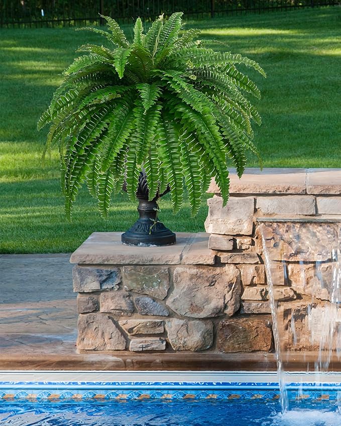 Boston Fern · 48 in