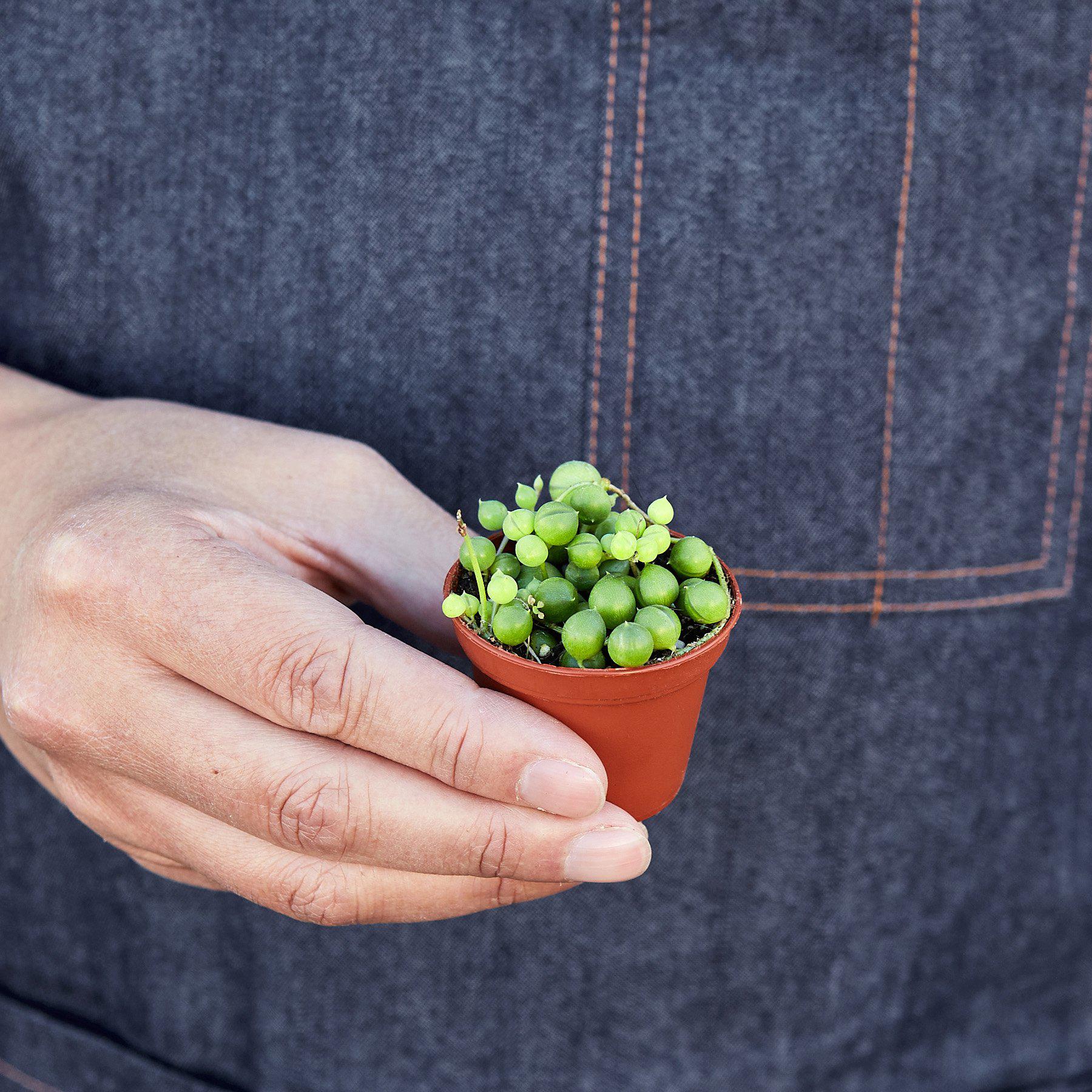 Pearl Succulent