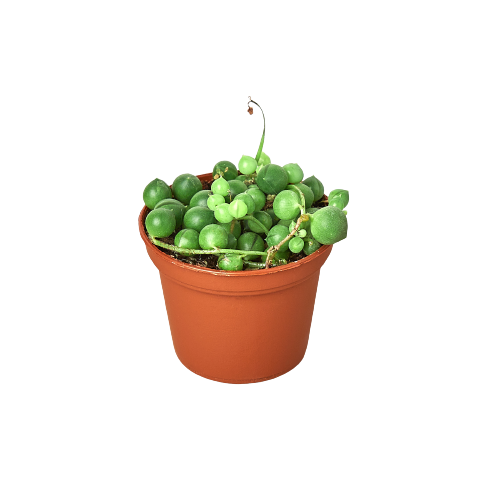 Pearl Succulent