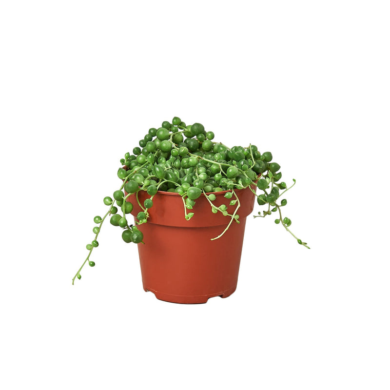 Pearl Succulent