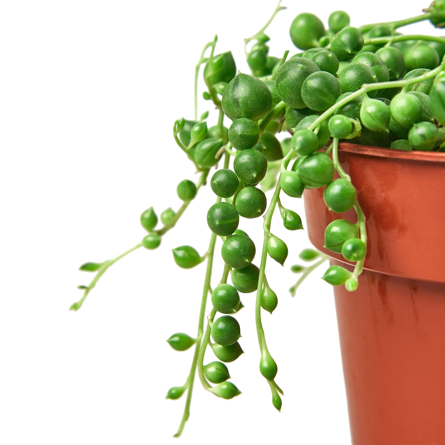 Pearl Succulent