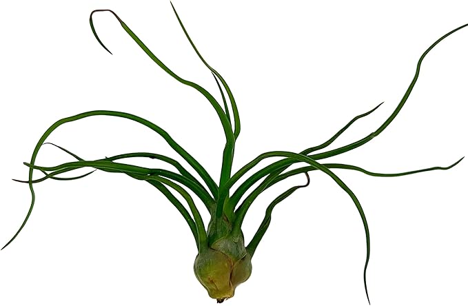 Bulbosa Air Plant