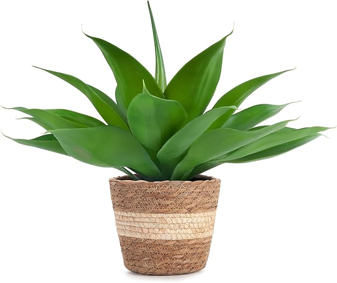 Rattan Pot Agave · 16 in