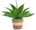 Rattan Pot Agave · 16 in