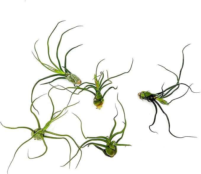 Bulbosa Air Plant