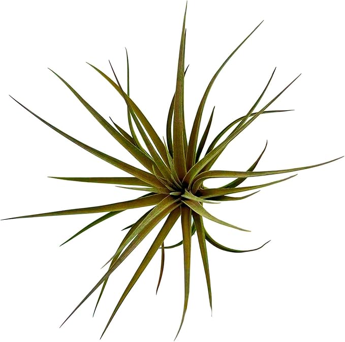 Stricta Air Plant