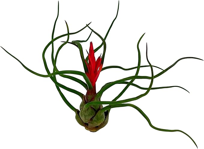 Bulbosa Air Plant