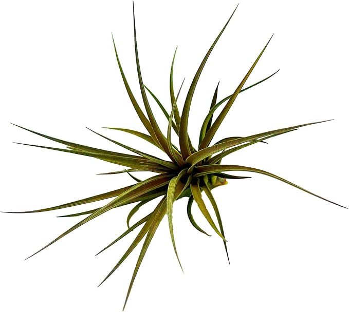Stricta Air Plant