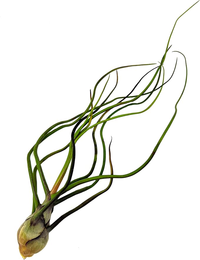 Bulbosa Air Plant