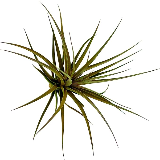 Stricta Air Plant