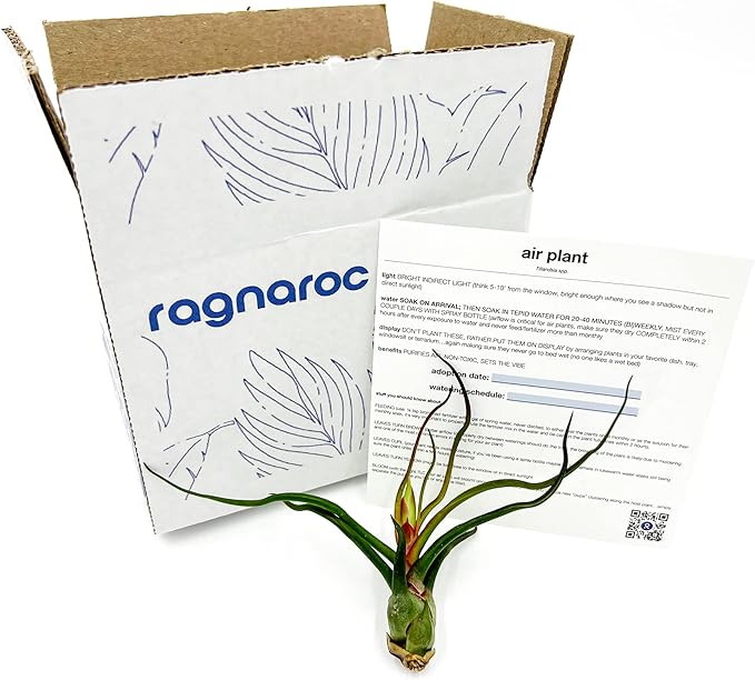 Bulbosa Air Plant