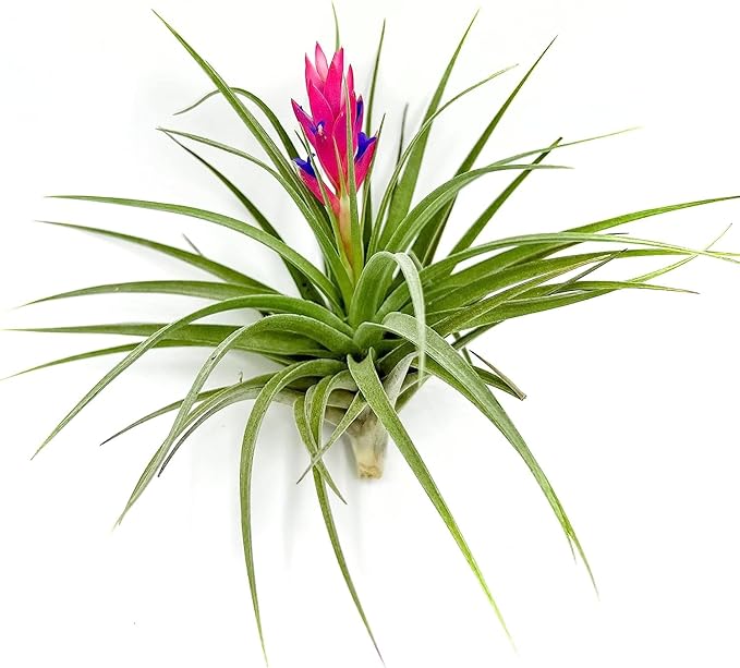 Stricta Air Plant