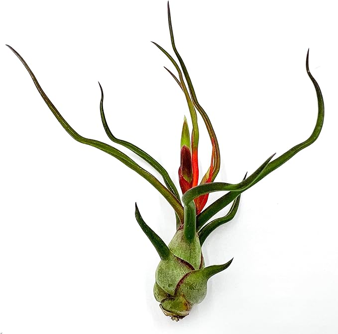 Bulbosa Air Plant