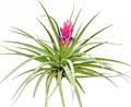 Stricta Air Plant
