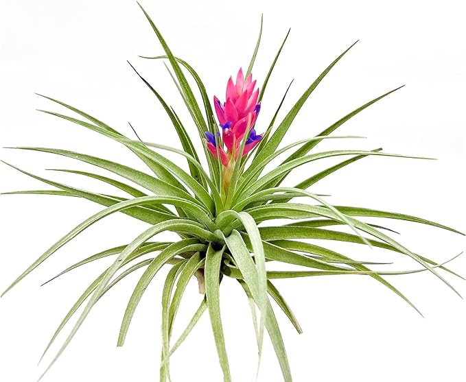 Stricta Air Plant