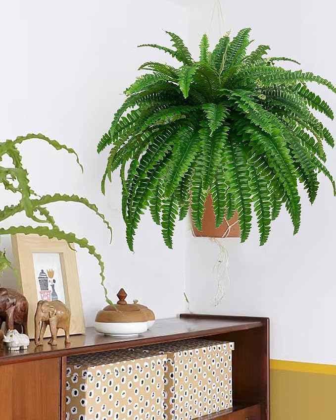 Boston Fern · 48 in