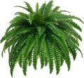 Boston Fern · 48 in