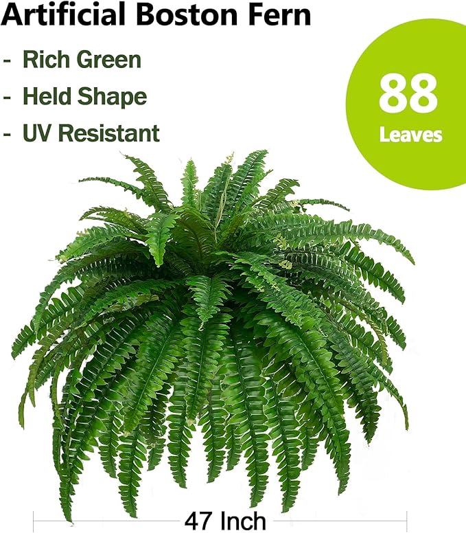 Boston Fern · 48 in