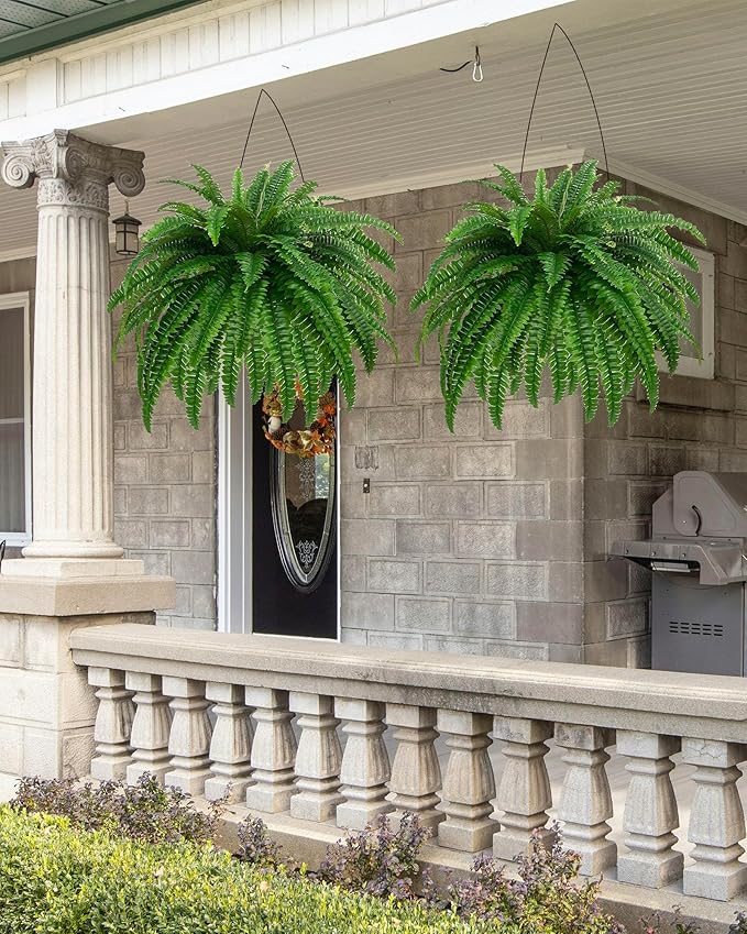 Boston Fern · 48 in