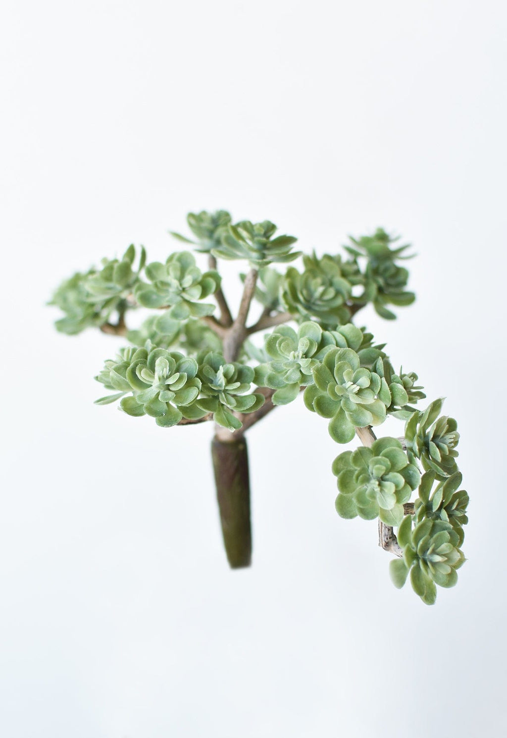 Sedum Succulent