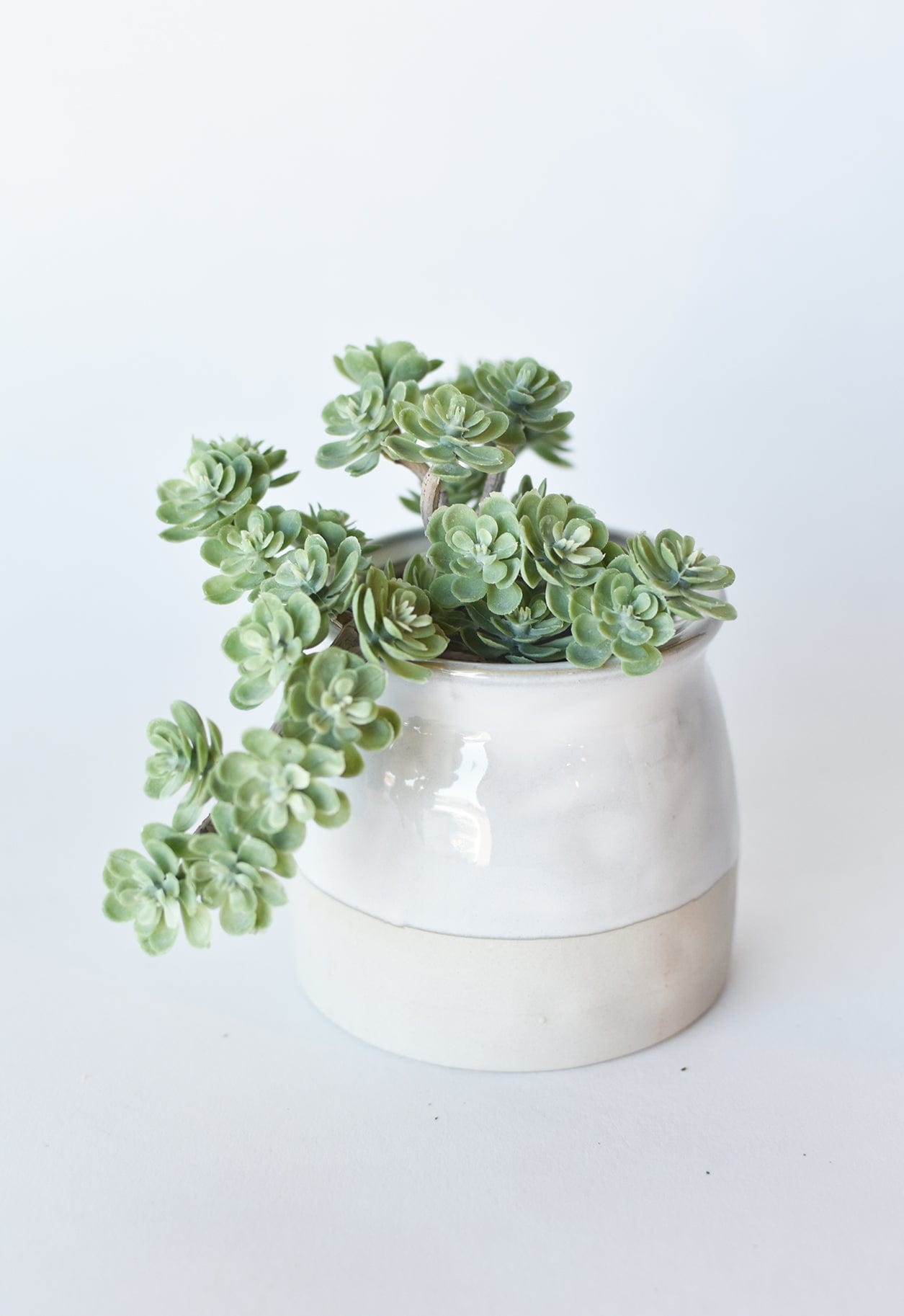Sedum Succulent