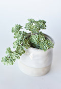 Sedum Succulent