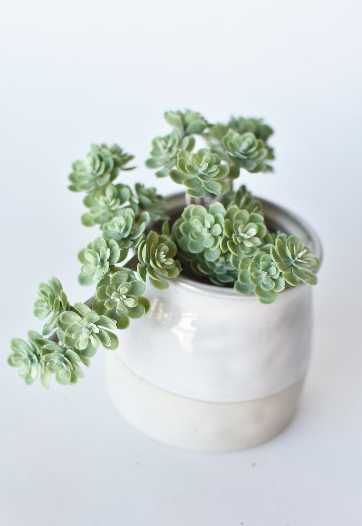 Sedum Succulent