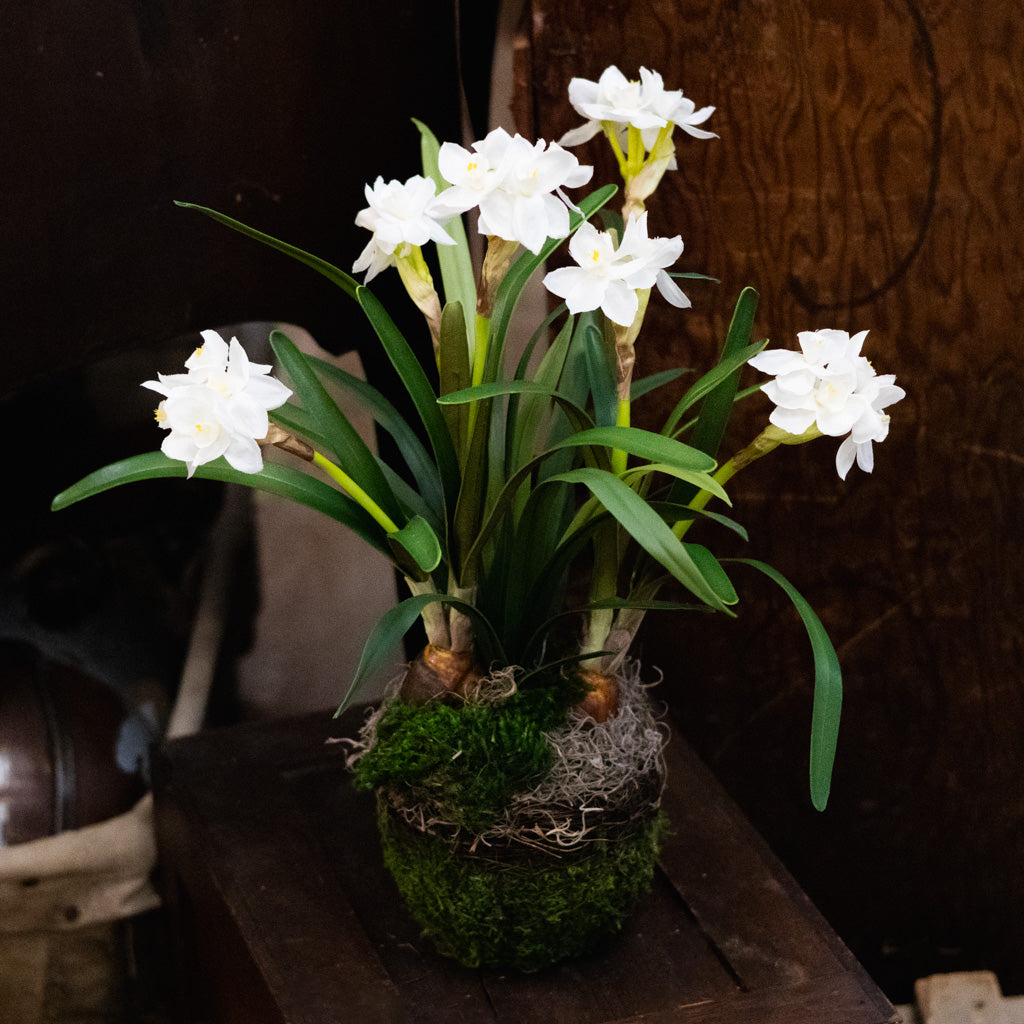Potted Faux Paperwhites