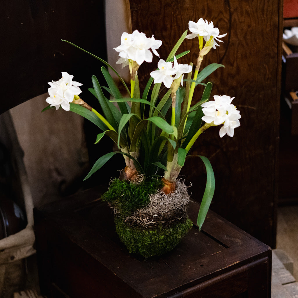 Potted Faux Paperwhites