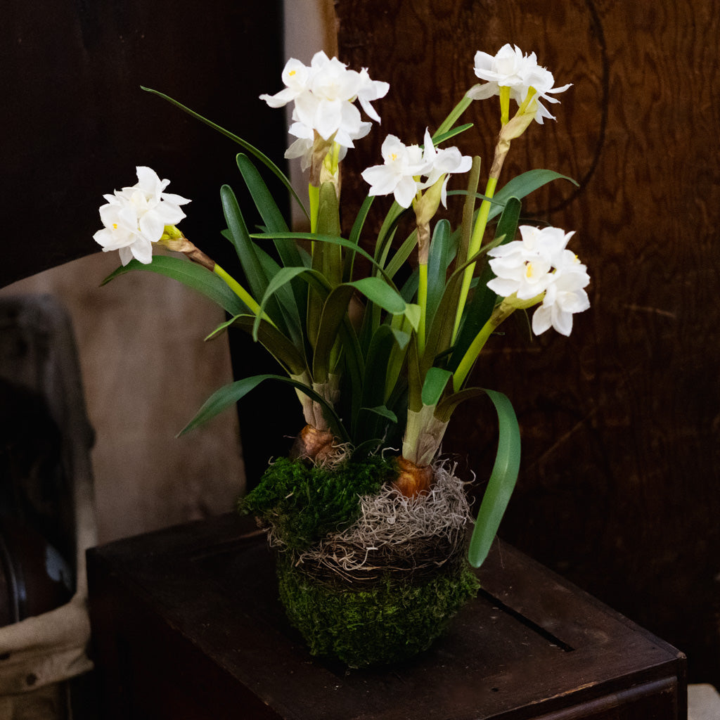 Potted Faux Paperwhites