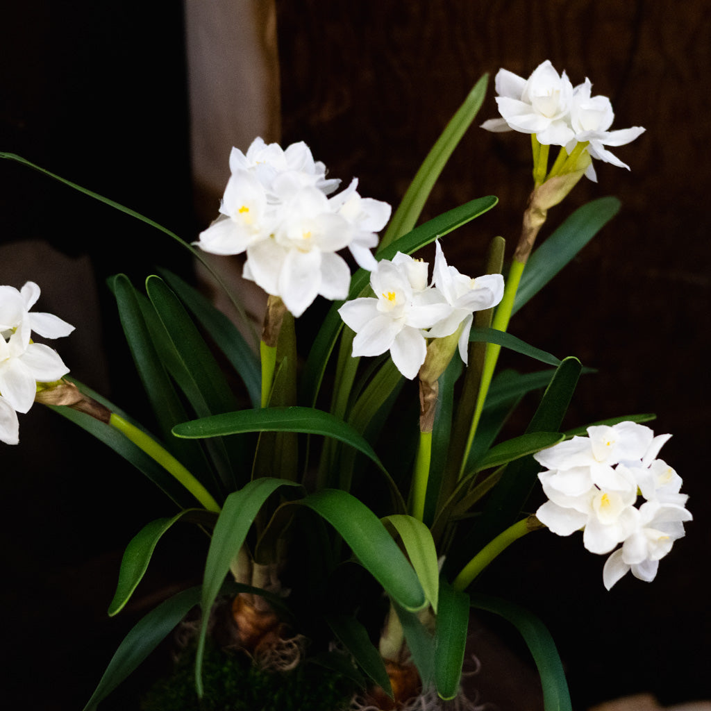 Potted Faux Paperwhites