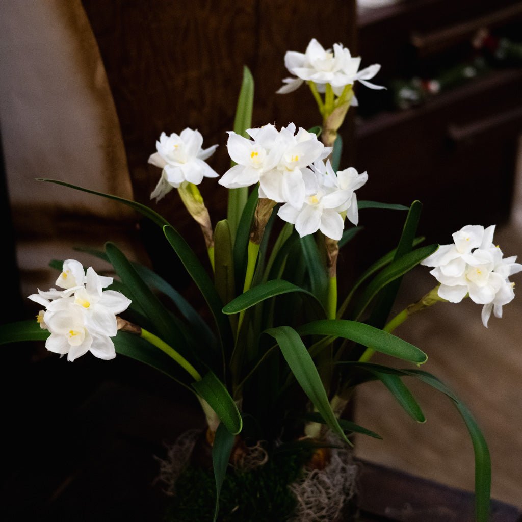 Potted Faux Paperwhites