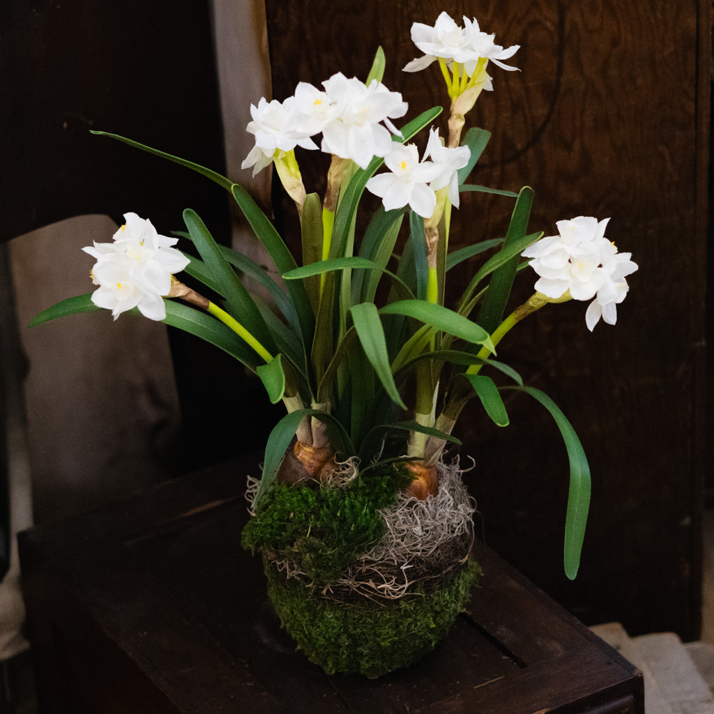 Potted Faux Paperwhites
