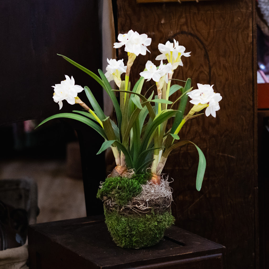 Potted Faux Paperwhites