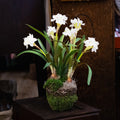Potted Faux Paperwhites
