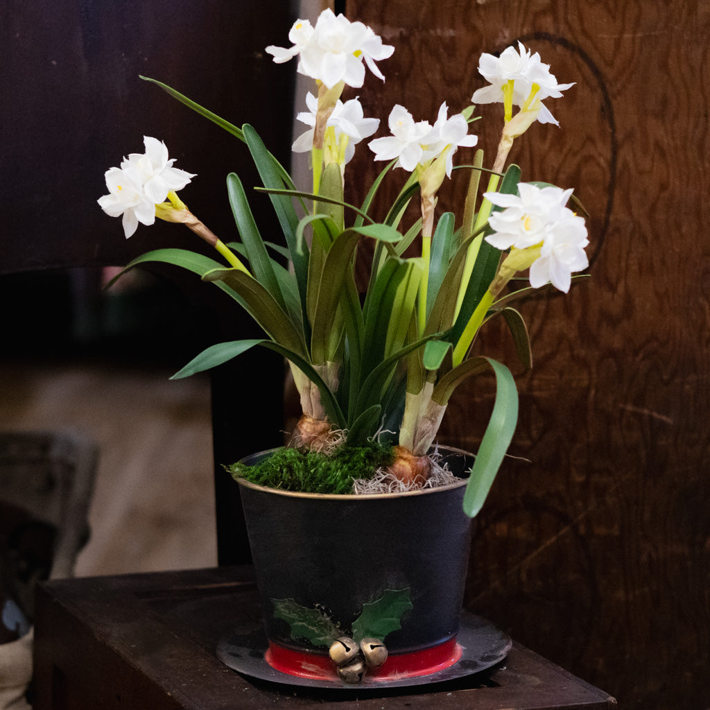 Potted Faux Paperwhites