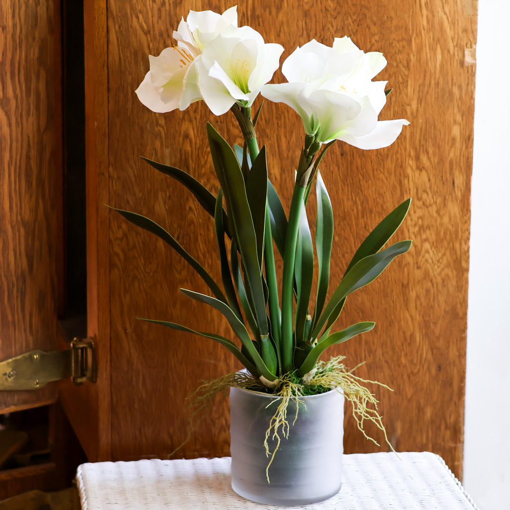 Faux Double White Amaryllis Drop-In