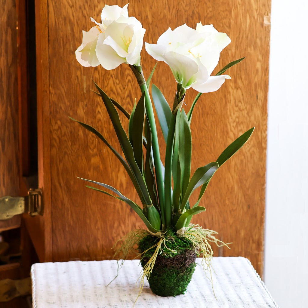 Faux Double White Amaryllis Drop-In
