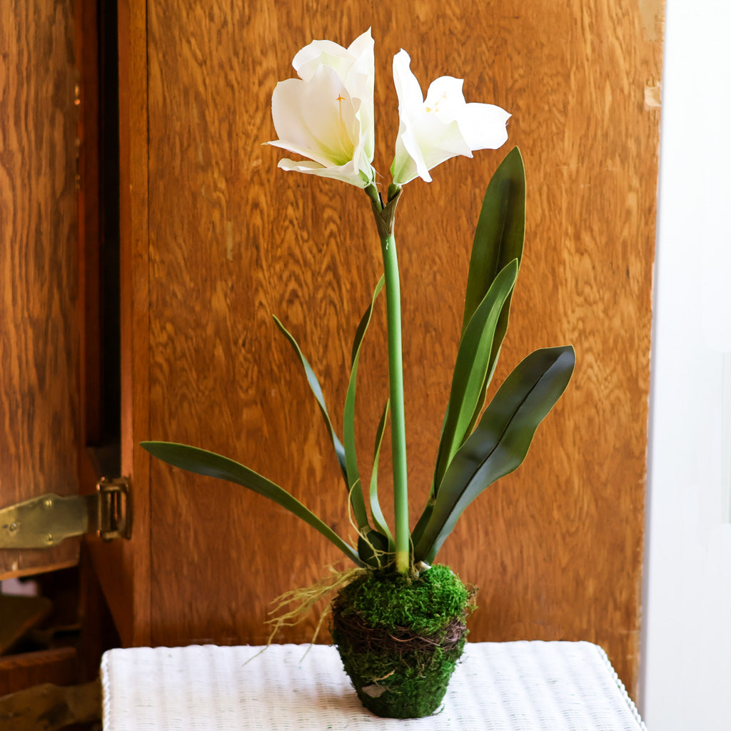 Faux White Amaryllis Drop-In