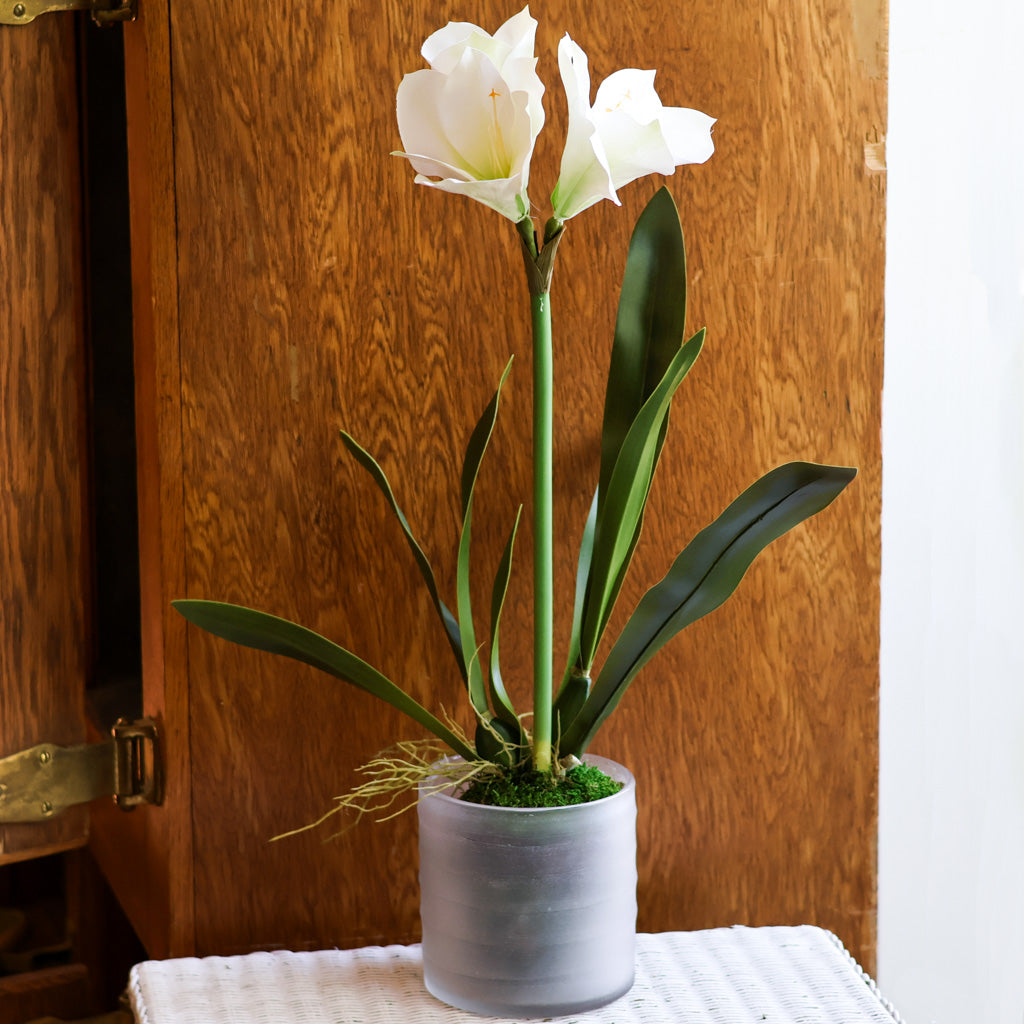 Faux White Amaryllis Drop-In