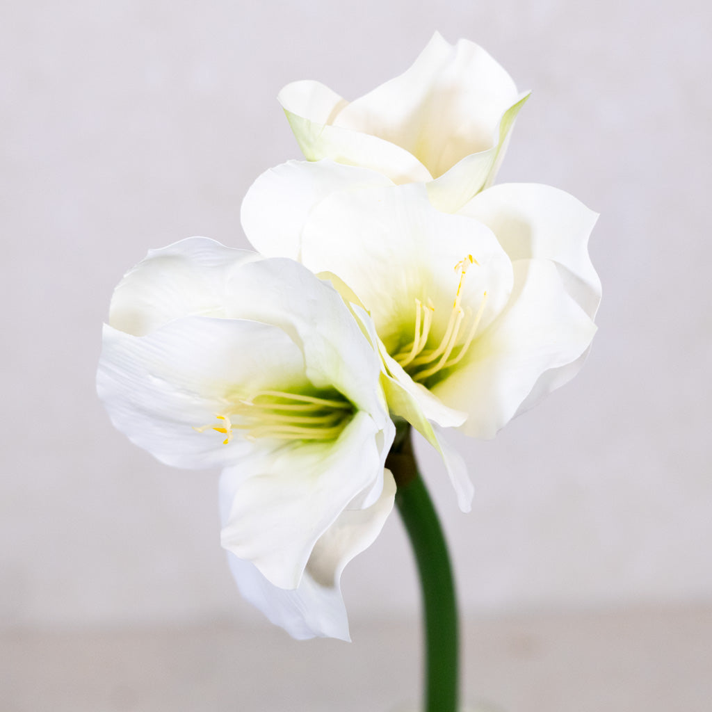 Faux White Amaryllis Stem