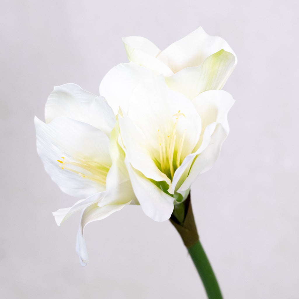 Faux White Amaryllis Stem