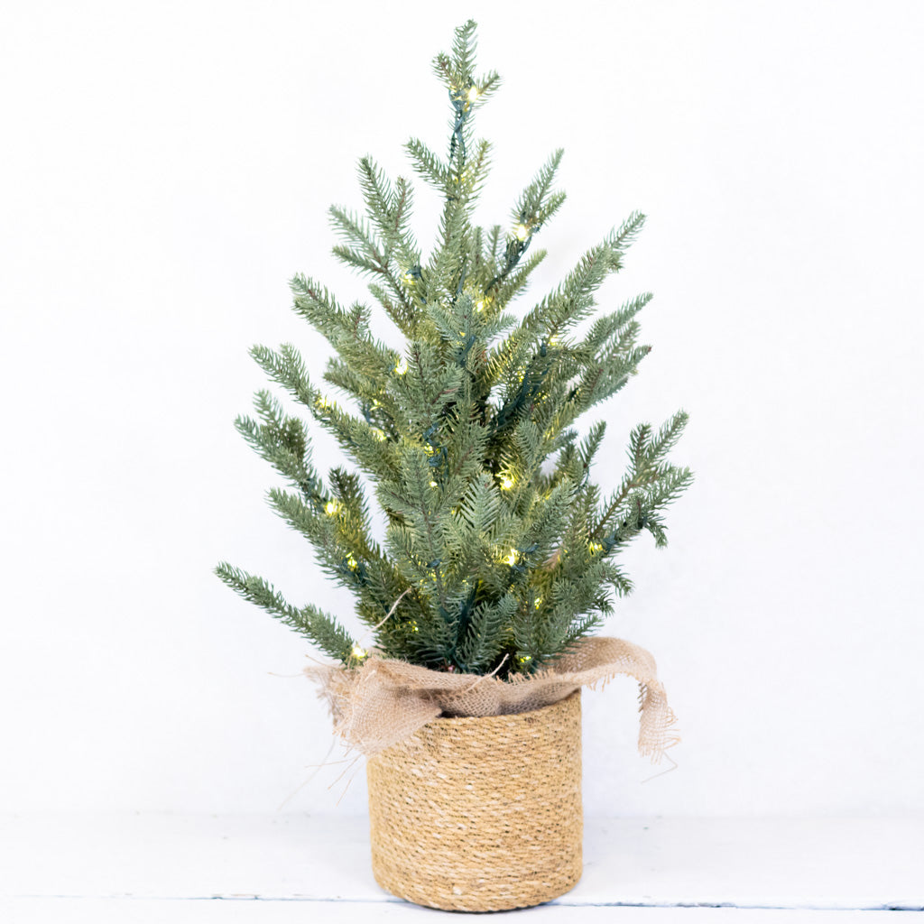 2 ft. Pre Lit Spruce Tree in Potted Burlap