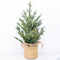 2 ft. Pre Lit Spruce Tree in Potted Burlap