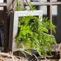 Framed Faux Oba Fern