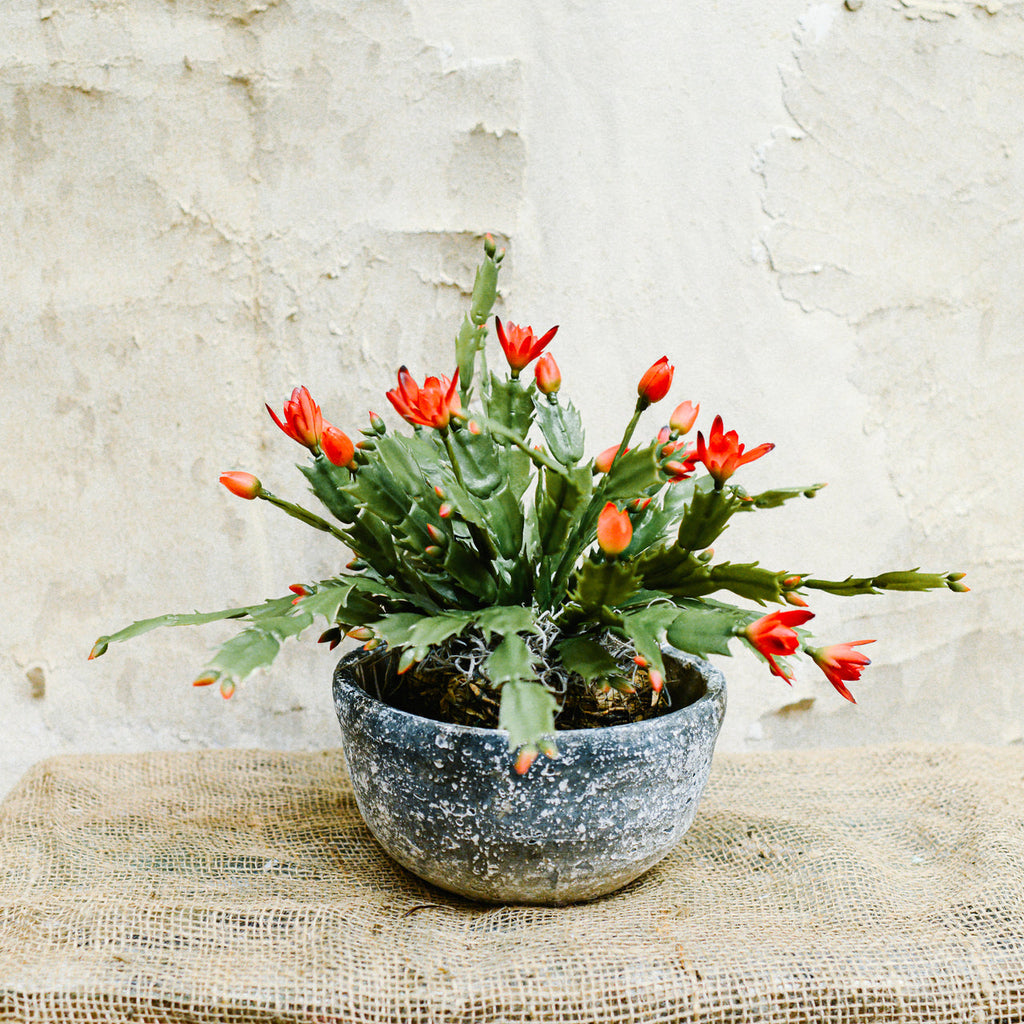 Christmas Cactus in Moss Pot Drop-In